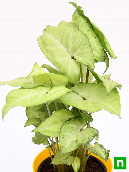 syngonium green - plant