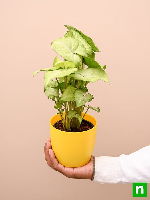 syngonium green - plant