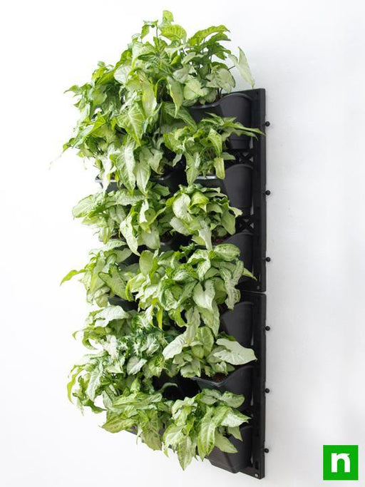 syngonium green wall to beautify indoor space 