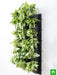 syngonium green wall to beautify indoor space 