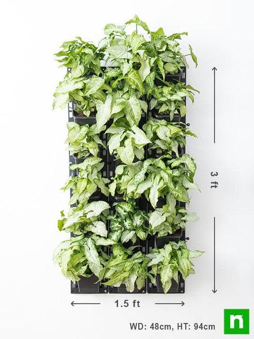 syngonium green wall to beautify indoor space 