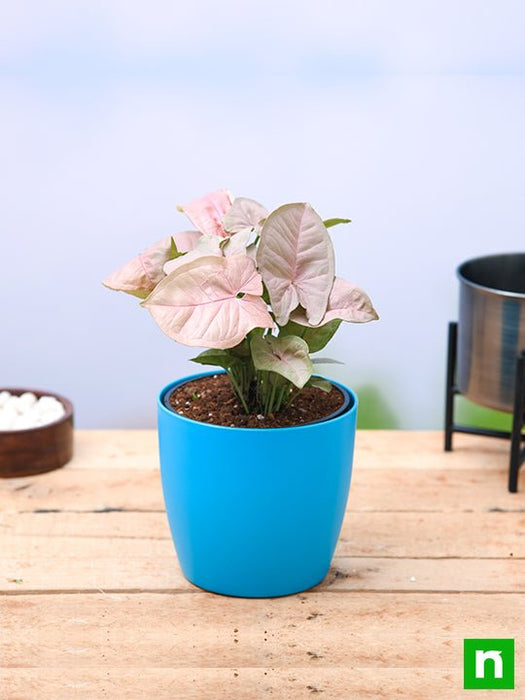 syngonium (pink) - plant