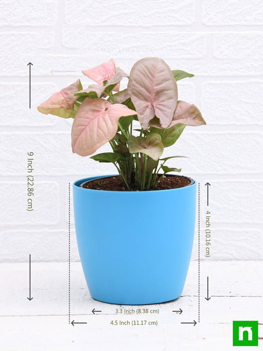 syngonium (pink) - plant