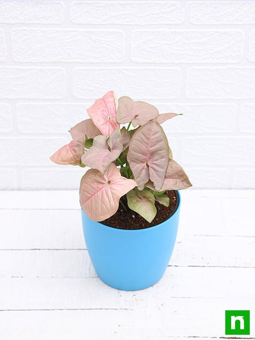 syngonium (pink) - plant