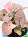 syngonium (pink) - plant