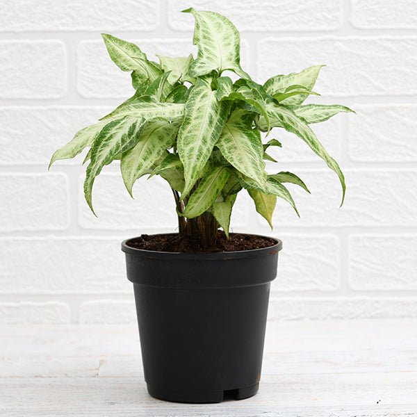 Syngonium podophyllum Mini Pixie - Plant