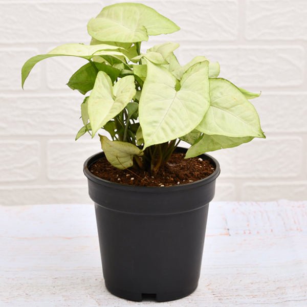 Syngonium Podophyllum Silver Pearl - Plant