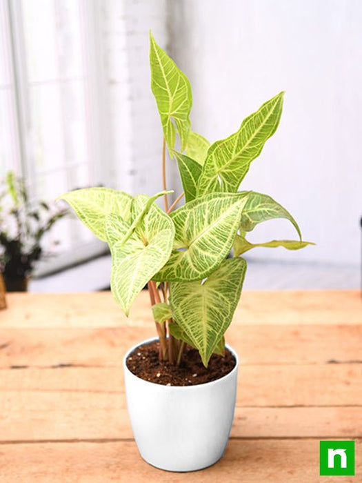 syngonium podophyllum white butterfly - plant