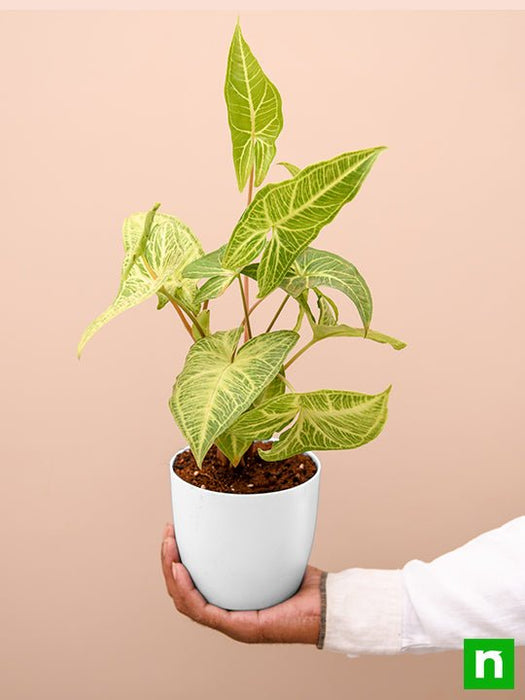 syngonium podophyllum white butterfly - plant