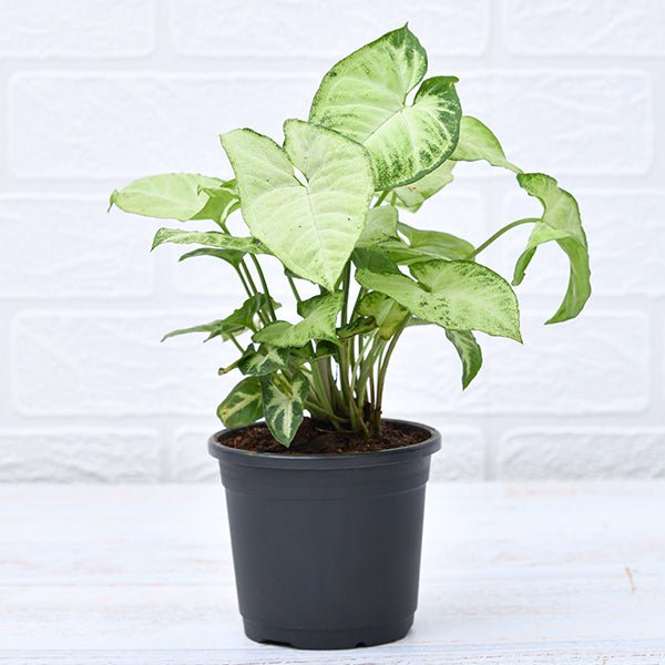 Syngonium variegated - Plant