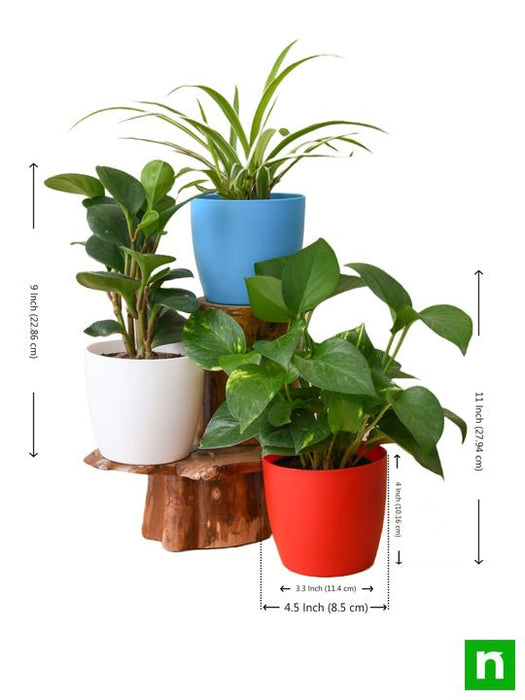 table top / office desk plants for removing indoor toxins 