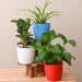 table top / office desk plants for removing indoor toxins 