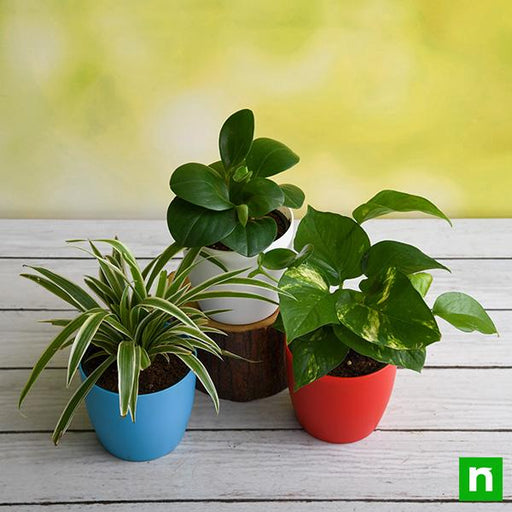 table top / office desk plants for removing indoor toxins 