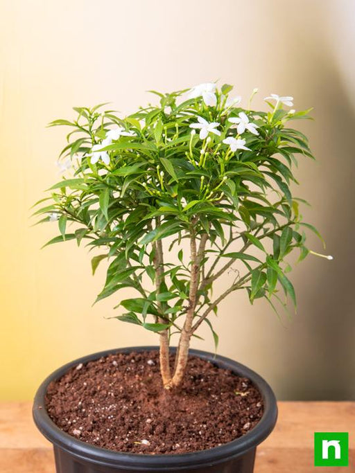 tagar mini - plant