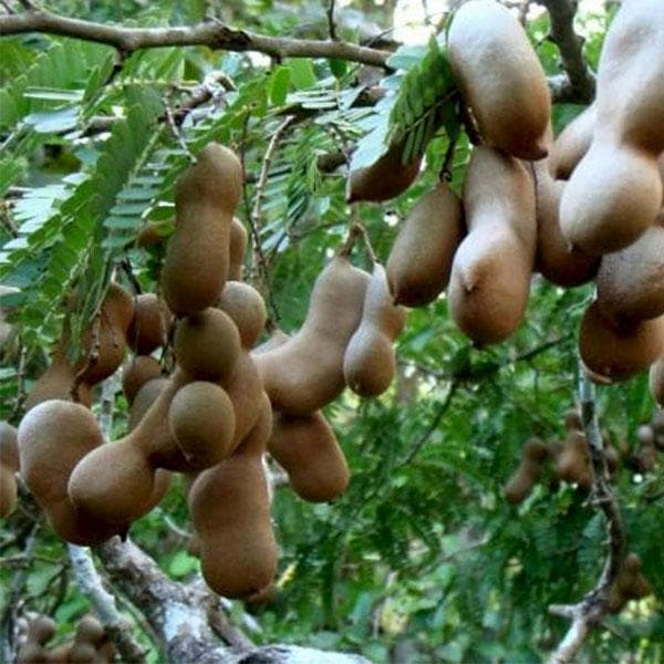 tamarind - plant