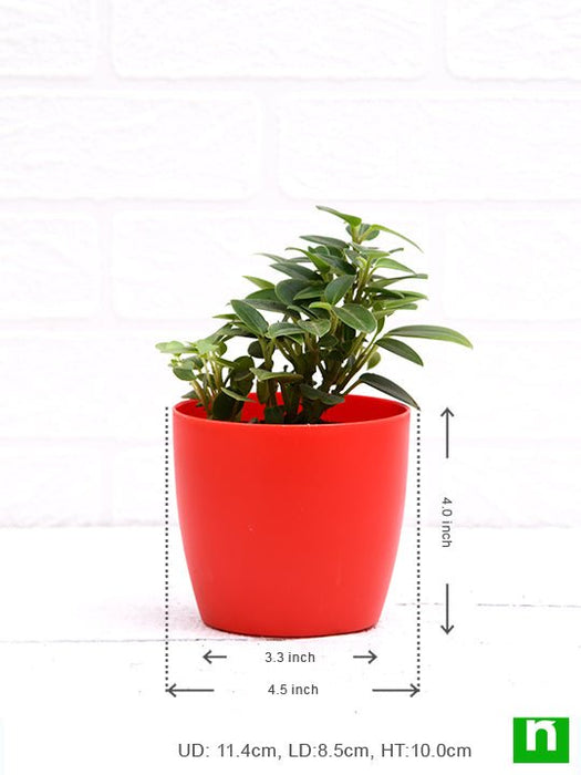 teardrop peperomia - plant