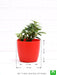 teardrop peperomia - plant