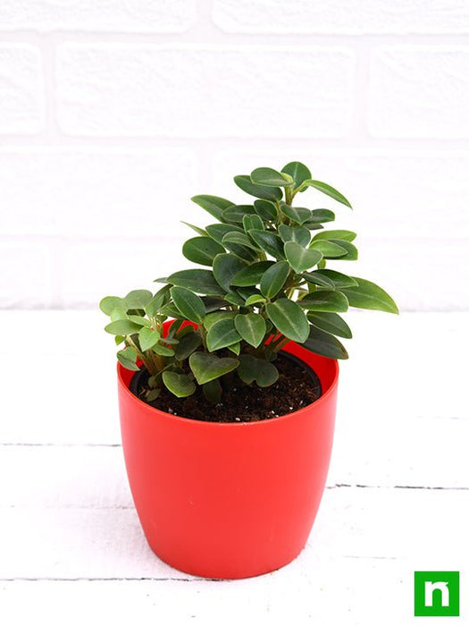 teardrop peperomia - plant