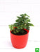 teardrop peperomia - plant