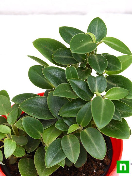 teardrop peperomia - plant