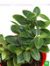 teardrop peperomia - plant