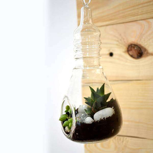 bulb - shaped hanging terrarium (7in ht)