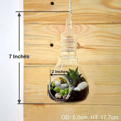 bulb - shaped hanging terrarium (7in ht)