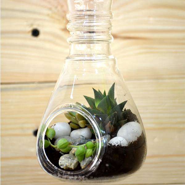 bulb - shaped hanging terrarium (7in ht)