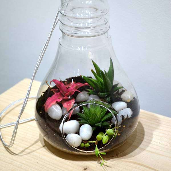 bulb - shaped hanging terrarium (9in ht)