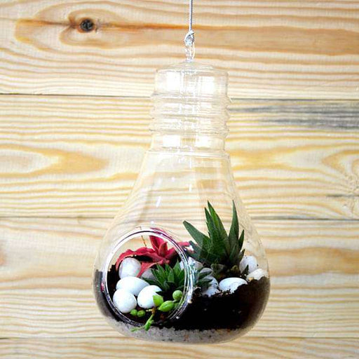 bulb - shaped hanging terrarium (9in ht)