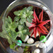 colorful round terrarium (8in ht) 