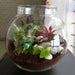 colorful round terrarium (8in ht) 