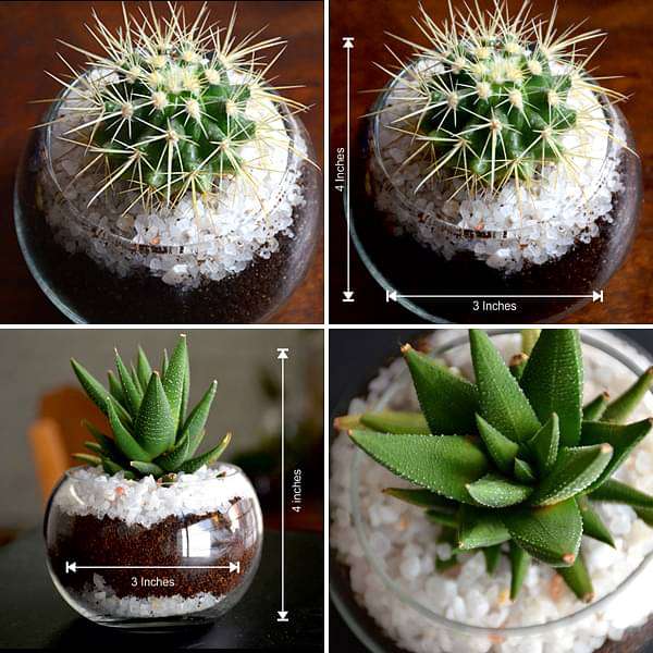 desert in small glass bowl 