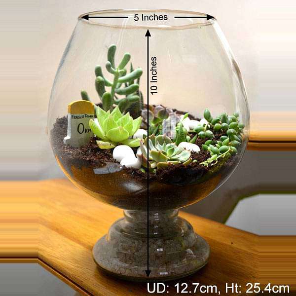 enchanting wine goblet terrarium (10in ht) 