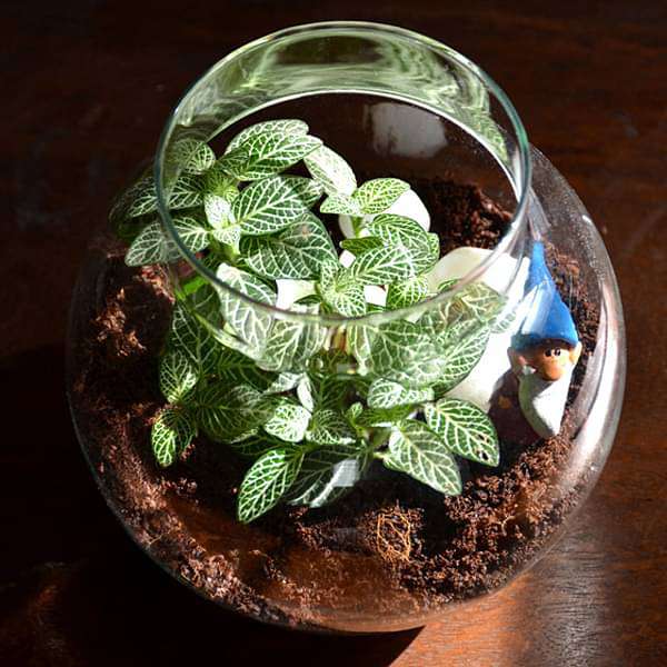 fittonia globe terrarium (6in ht) 