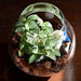 fittonia globe terrarium (6in ht) 