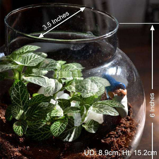 fittonia globe terrarium (6in ht) 