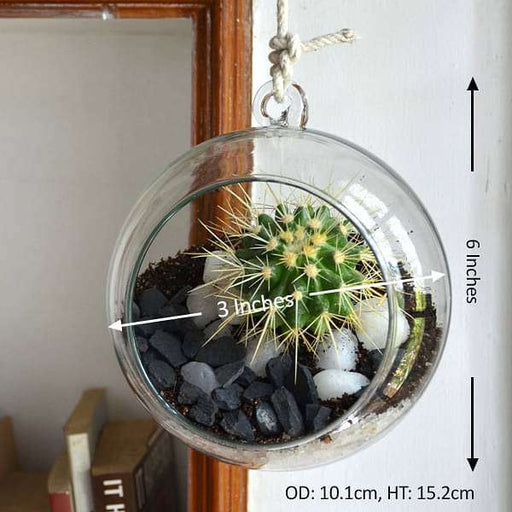 hanging orb cactus terrarium (6in ht) 