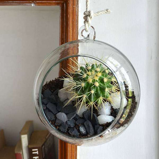 hanging orb cactus terrarium (6in ht) 