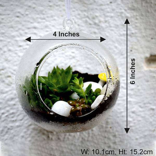 hanging orb succulent terrarium (6in ht) 