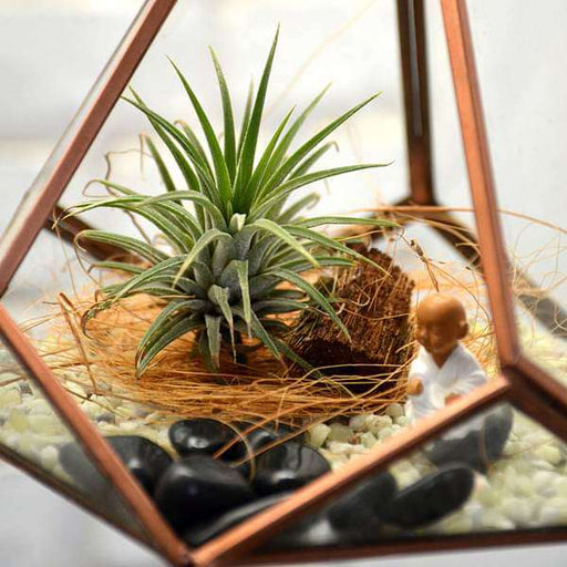 hanging pyramidal terrarium (7.5in ht) 