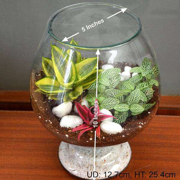 my hobbit closed goblet terrarium (10in ht) 