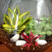 my hobbit closed goblet terrarium (10in ht) 