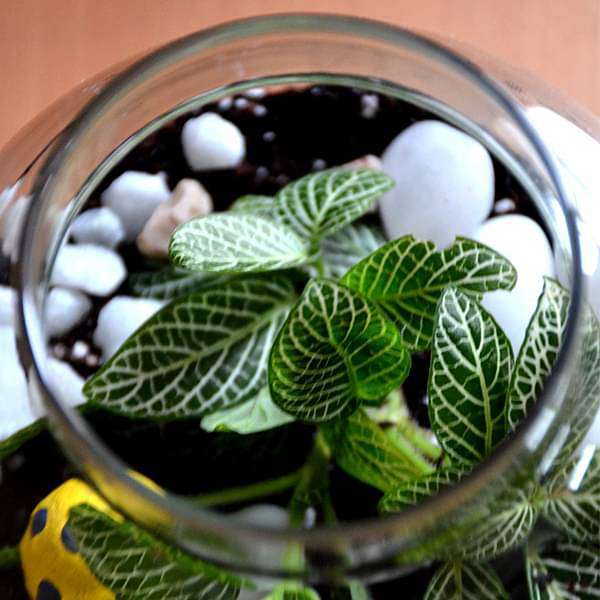 round flask green terrarium (4in ht) 