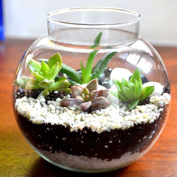 round flask succulent terrarium (4in ht) 