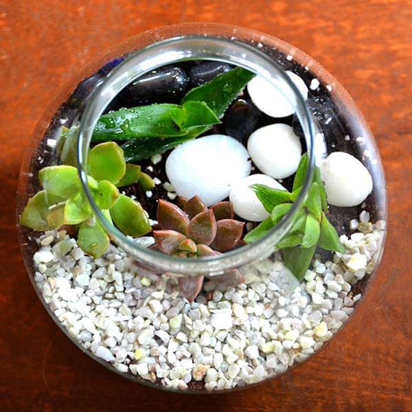 round flask succulent terrarium (4in ht) 