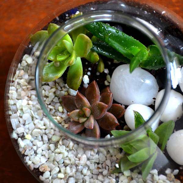 round flask succulent terrarium (4in ht) 