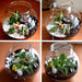 set of 2 evergreen round terrarium 