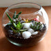 spherical desert plant terrarium (5.5in ht) 