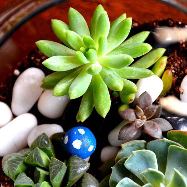 spherical succulent terrarium (7.5in ht) 